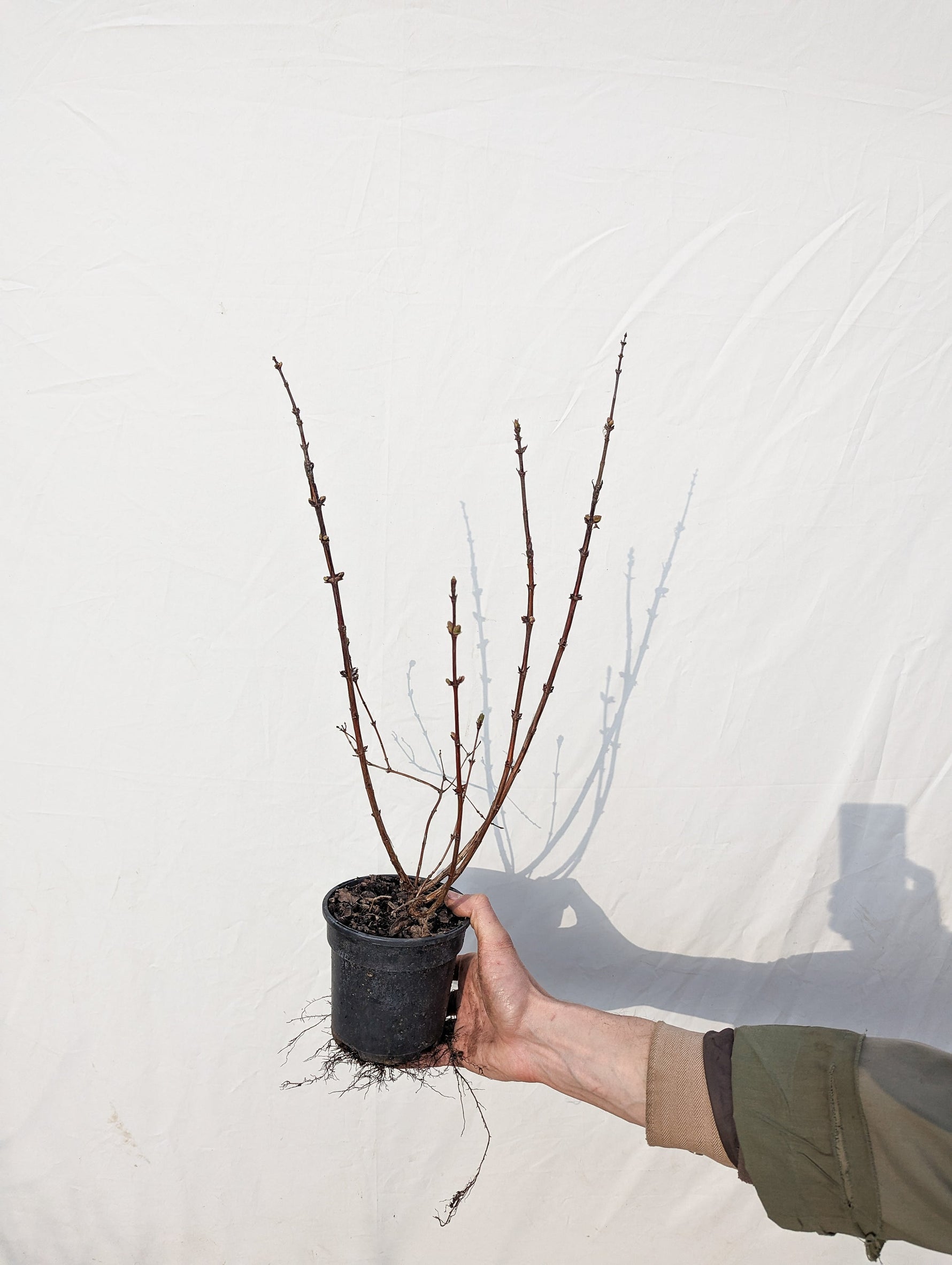 zemolez kamčatský wojtek kontajner lonicera kamtschatica 	
OKZKWOJK