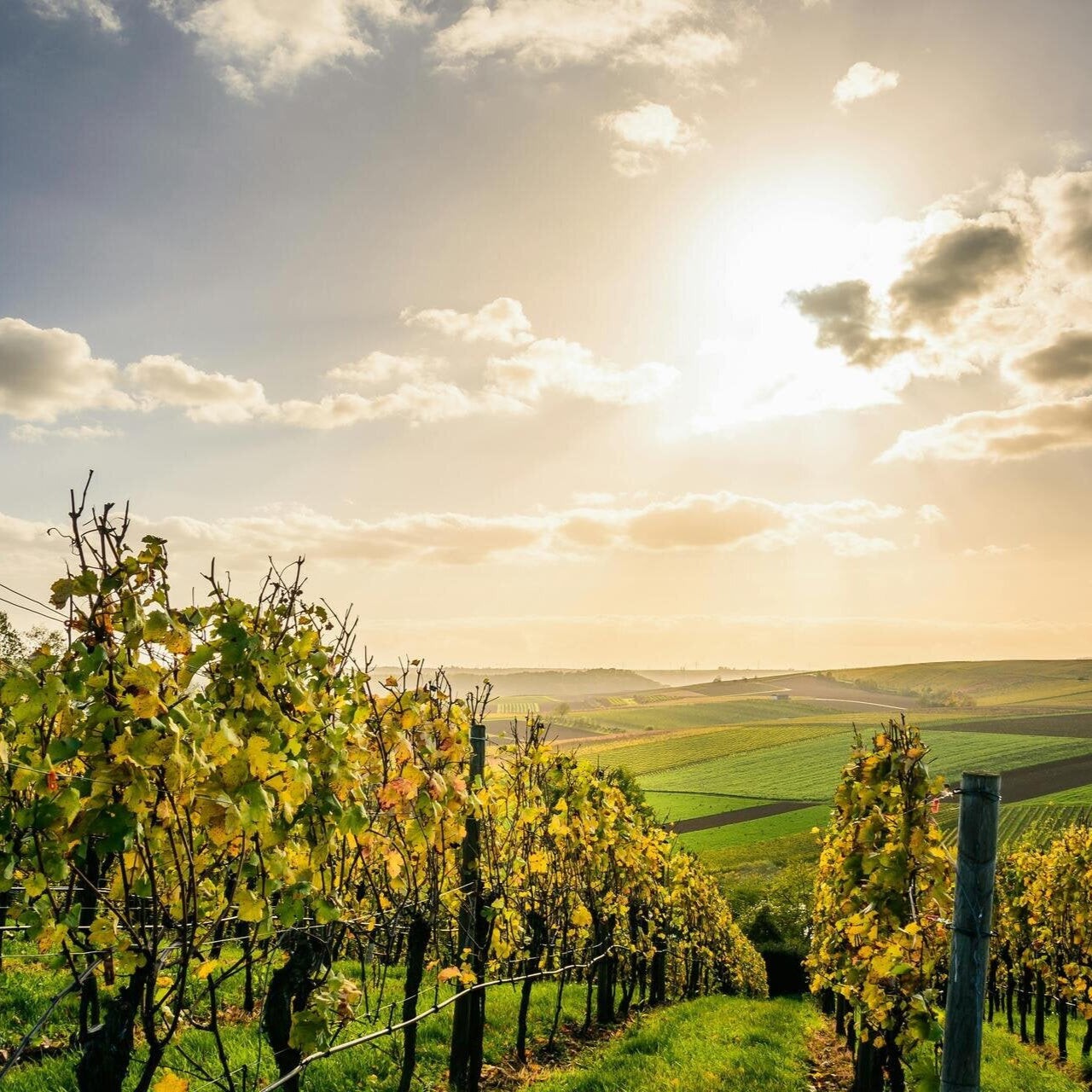 zmes tráv pre sady a vinice 10kg OMKVZMESTR10